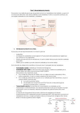 Tema 7. Vías metabólicas del piruvato.pdf