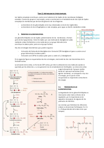 Tema 12. Metabolismo de lípidos complejos.pdf