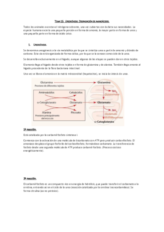 Tema 15. Ureogénesis. Degradación de aa.pdf