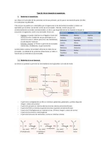 Tema 16. Vías de formación de aa.pdf