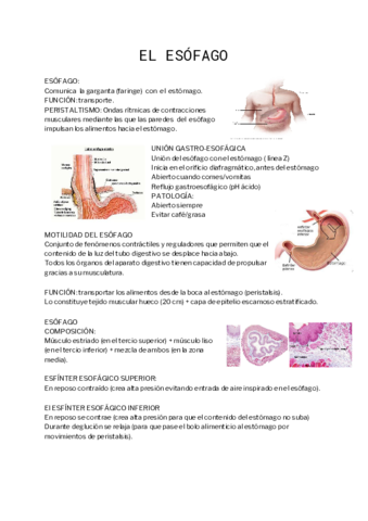 EL-ESOFAGO-T4.pdf