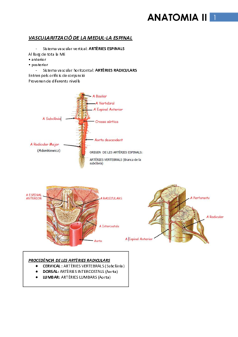 Anatomia II.pdf