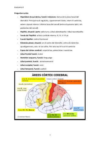 PreguntesanatoII2onparcial.pdf