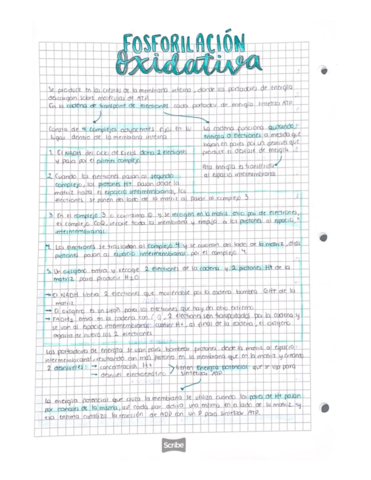 Fosforilacion-oxidativa.pdf