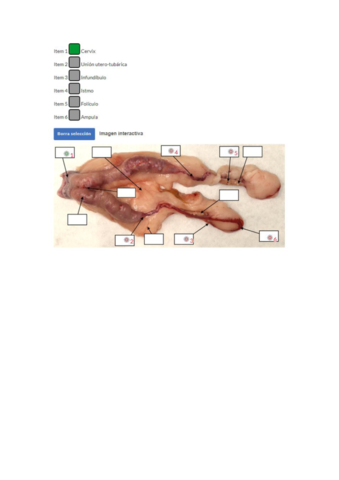 TEST-PRACTICA-APARATO-REPRODUCTOR-FEMENINO-FAH-2020.pdf