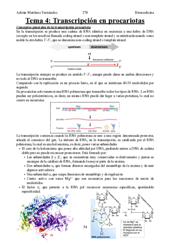 Tema-4-Transcripcion-en-procariotas.pdf