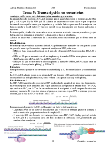 Tema-5-Transcripcion-en-eucariotas.pdf