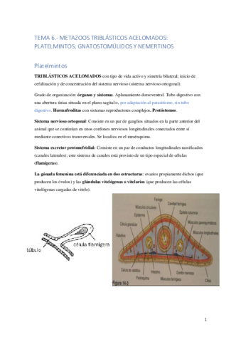 Tema-6-Acelomados.pdf