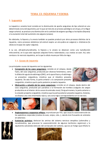 TEMA-13-Anatomia-Patologica-General.pdf