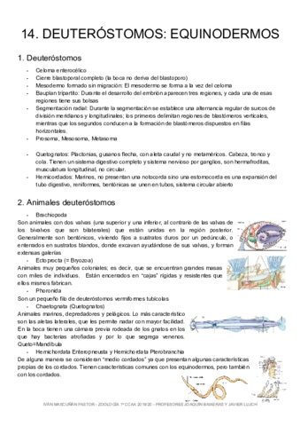 ZOO-14-Equinodermos.pdf