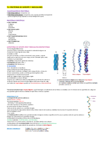 T2-Proteinas fibrosas y musculares.pdf