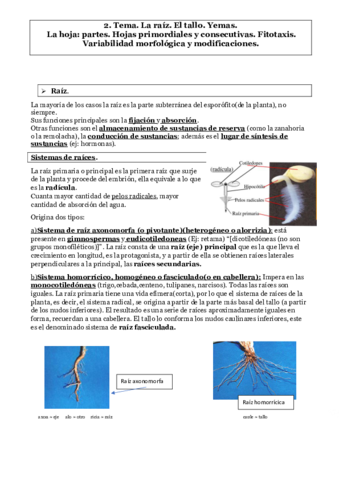 TEMA-2.pdf