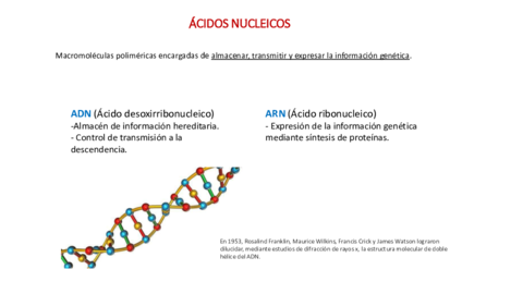 ACIDOS-NUCLEICOS.pdf