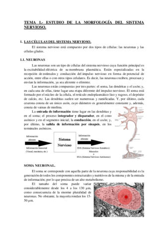 TEMA 1.- MORFOLOGÍA DEL SISTEMA NERVIOSO.pdf