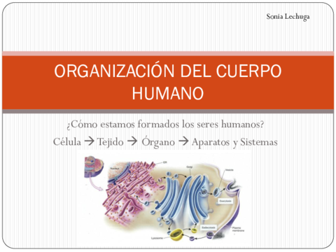 TEMA-1-ORGANIZACION-DEL-CUERPO-HUMANO.pdf