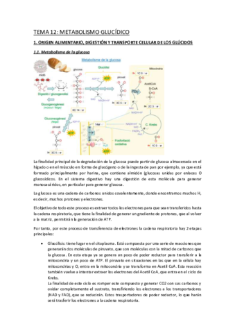 TEMA-12.pdf