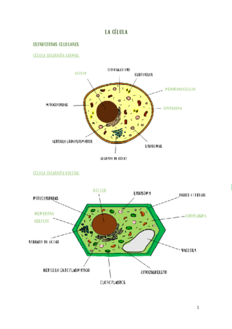La-celula.pdf