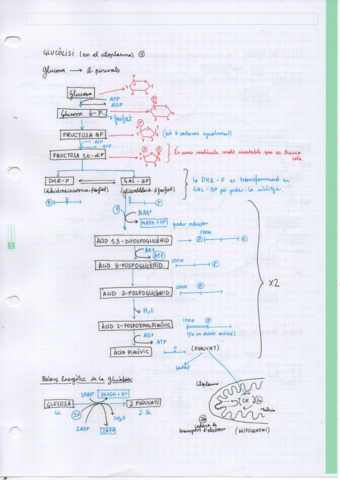 Apunts-Glucolisi-Cicle-Krebs-i-Cadena-Respiratoria.pdf
