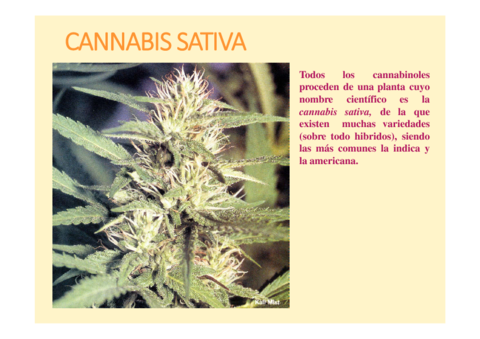 Cannabis-y-cannabinoides.pdf