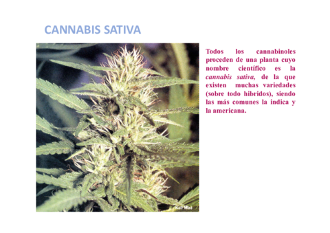 Cannabis.pdf