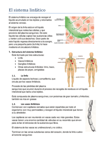 El-sistema-linfatico.pdf