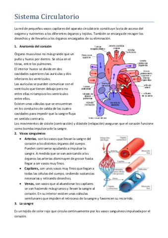 Sistema-Circulatorio.pdf