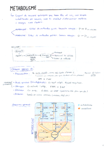 metabolisme.pdf