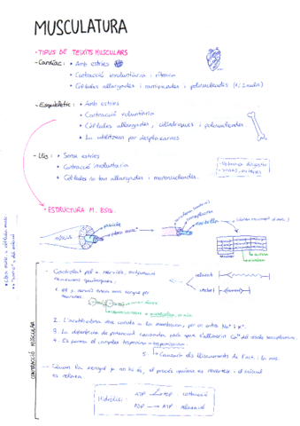 musculatura.pdf