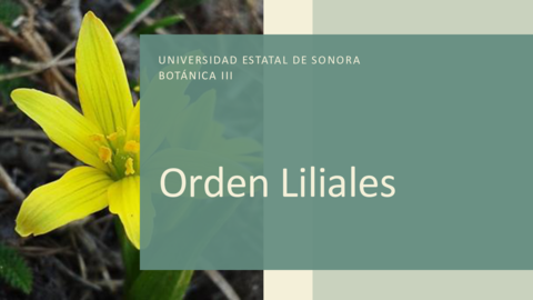 Liliales.pdf