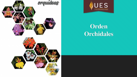 Orchidales.pdf