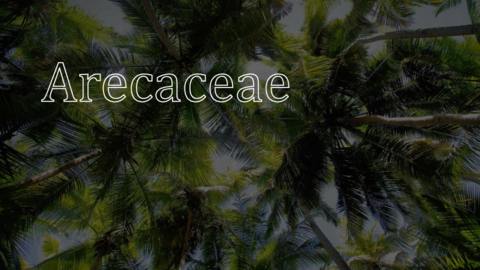 Arecaceae.pdf