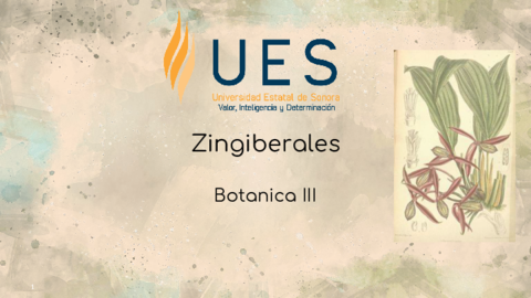 Zingiberales.pdf