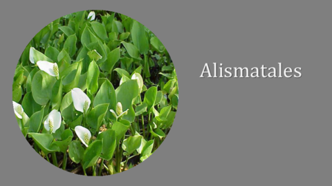 Alismatales.pdf
