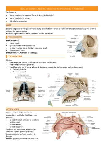 TEMA-19-COMPLETO.pdf
