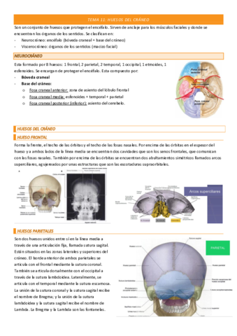 TEMA-11-COMPLETO.pdf