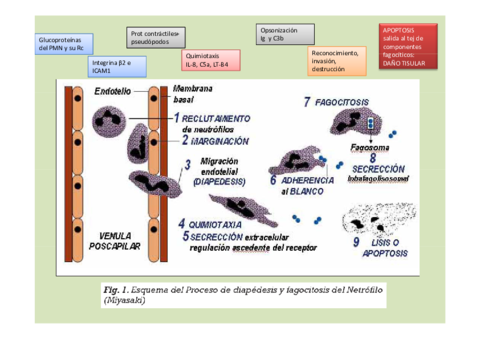 patogenia-enf-periodontal.pdf