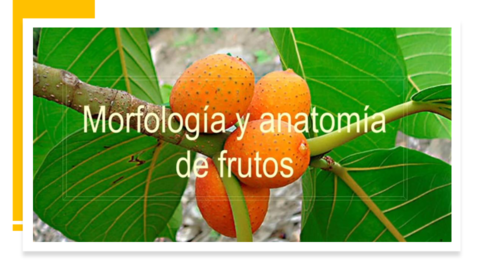 Pdf-Morfologia-y-anatomia-de-frutos-Pomologia.pdf