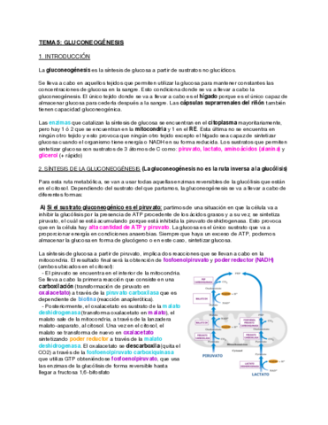 Tema-5-Gluconeogenesis.pdf