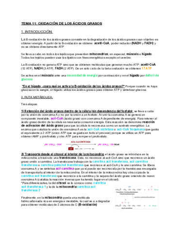 Tema-11-B-oxidacion-de-los-acidos-grasos.pdf