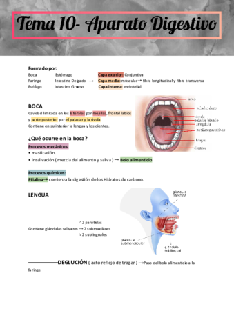 TEMA-10-APARATO-DIGESTIVO.pdf