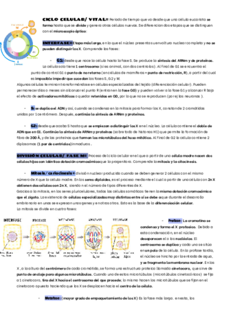 CICLO-CELULAR.pdf