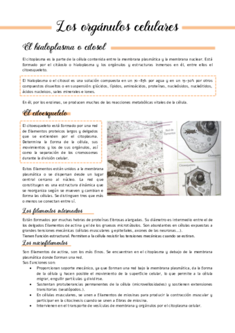 Los-organulos-celulares.pdf