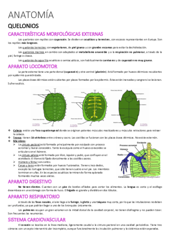 ANATOMIA-silvestres.pdf