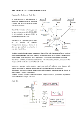Tema 2 El Acetil-CoA y el ciclo del ácido cítrico.pdf