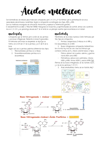 Acidos-nucleicos.pdf