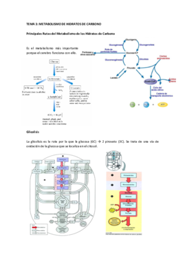 Tema 3 Metabolismo de hidratos de carbono.pdf