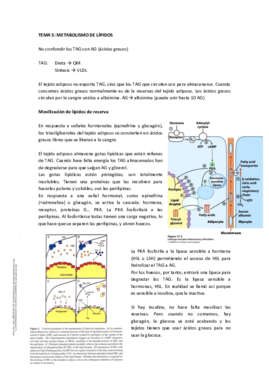 Tema 5 Metabolismo de lípidos.pdf