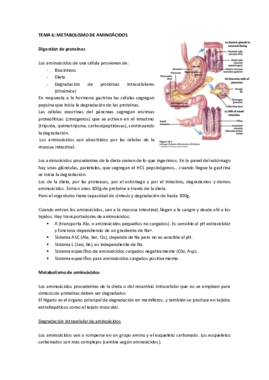 Tema 6 Metabolismo de aminoácidos.pdf