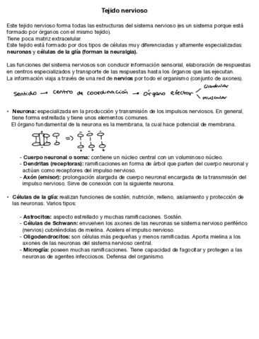 Tejido-nervioso-.pdf