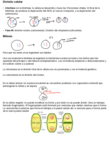 Mitosis-y-meiosis.pdf